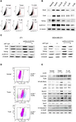 Corrigendum: CLEC12A sensitizes differentially responsive breast cancer cells to the anti-cancer effects of artemisinin by repressing autophagy and inflammation